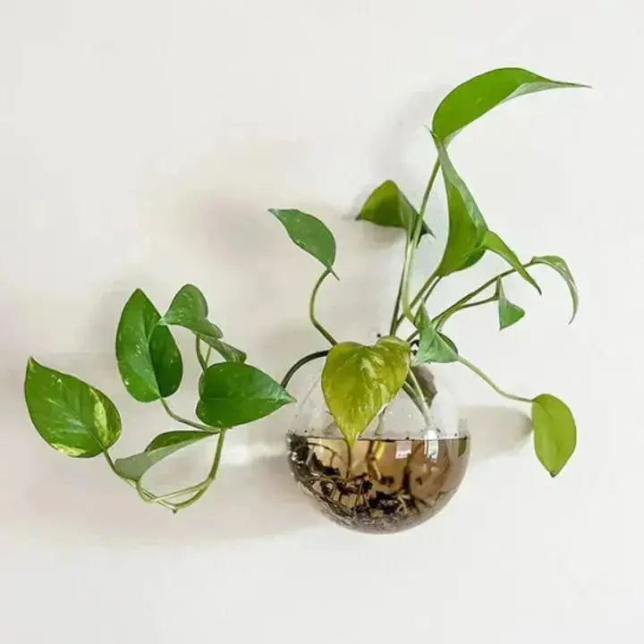 1+1 Gratis | Elegante Glas-Wandvase – Minimalistischer Pflanzenhalter Zorenza