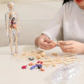 3D Anatomie-Modell mit transparentem Körper und Organen Zorenza