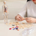 3D Anatomie-Modell mit transparentem Körper und Organen Zorenza
