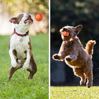 Interaktiver Hundeball mit Sensoren -    Zorenza