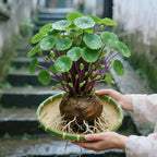 Stephania Erecta Zimmerpflanze mit Caudex -    Zorenza