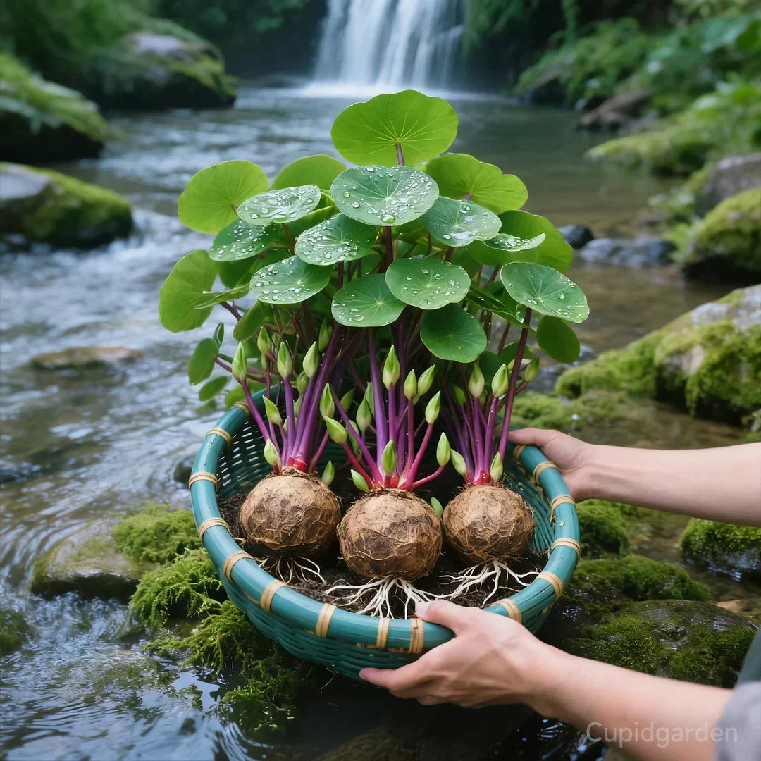 Stephania Erecta Zimmerpflanze mit Caudex -    Zorenza