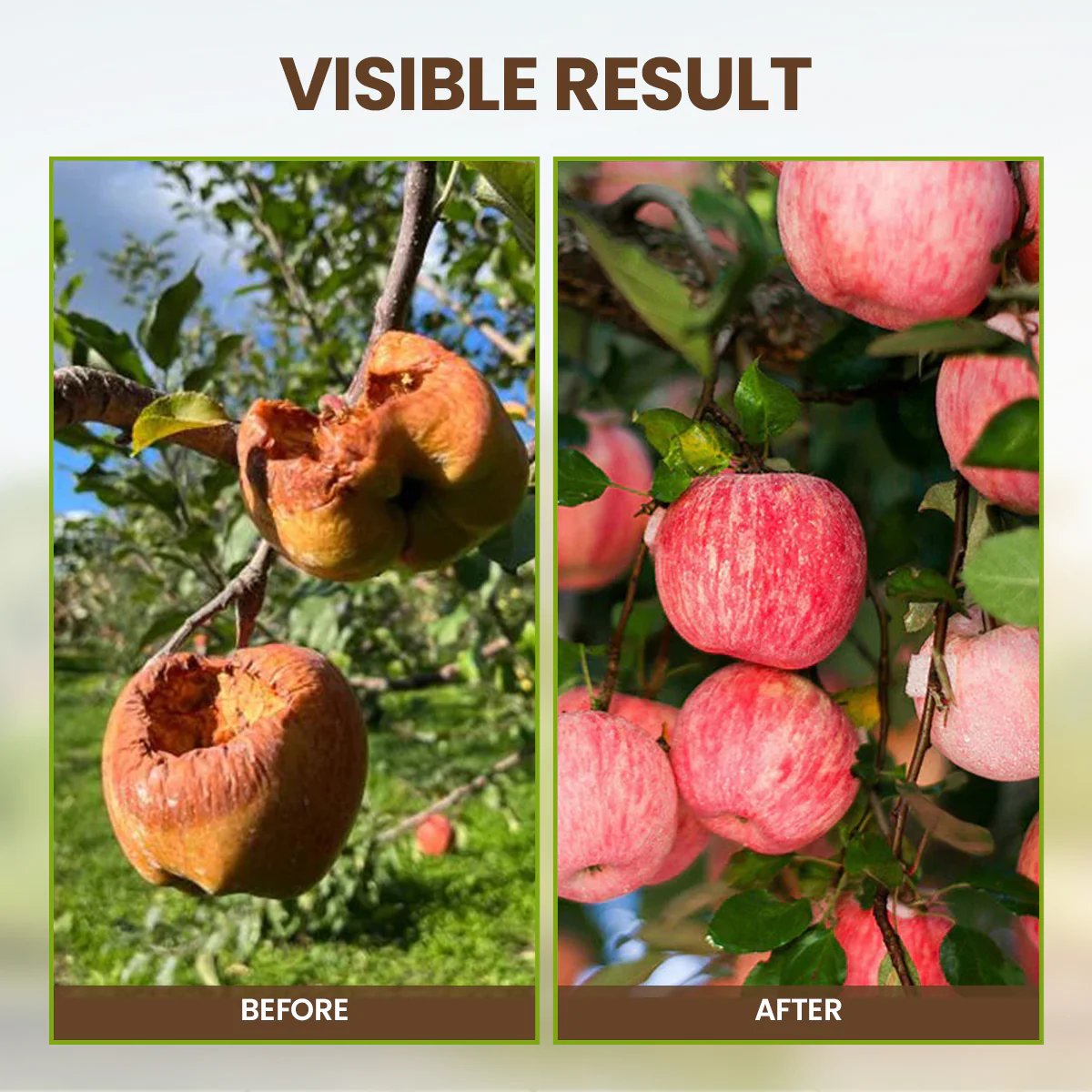 Pflanzen-Bodenverbesserer – Schnelle Wachstumsergebnisse (3 Stück) - Zorenza