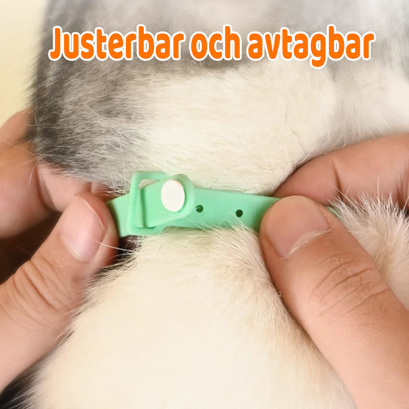 Katzenhalsband mit Laserpointer und Bewegungssensor -    Zorenza