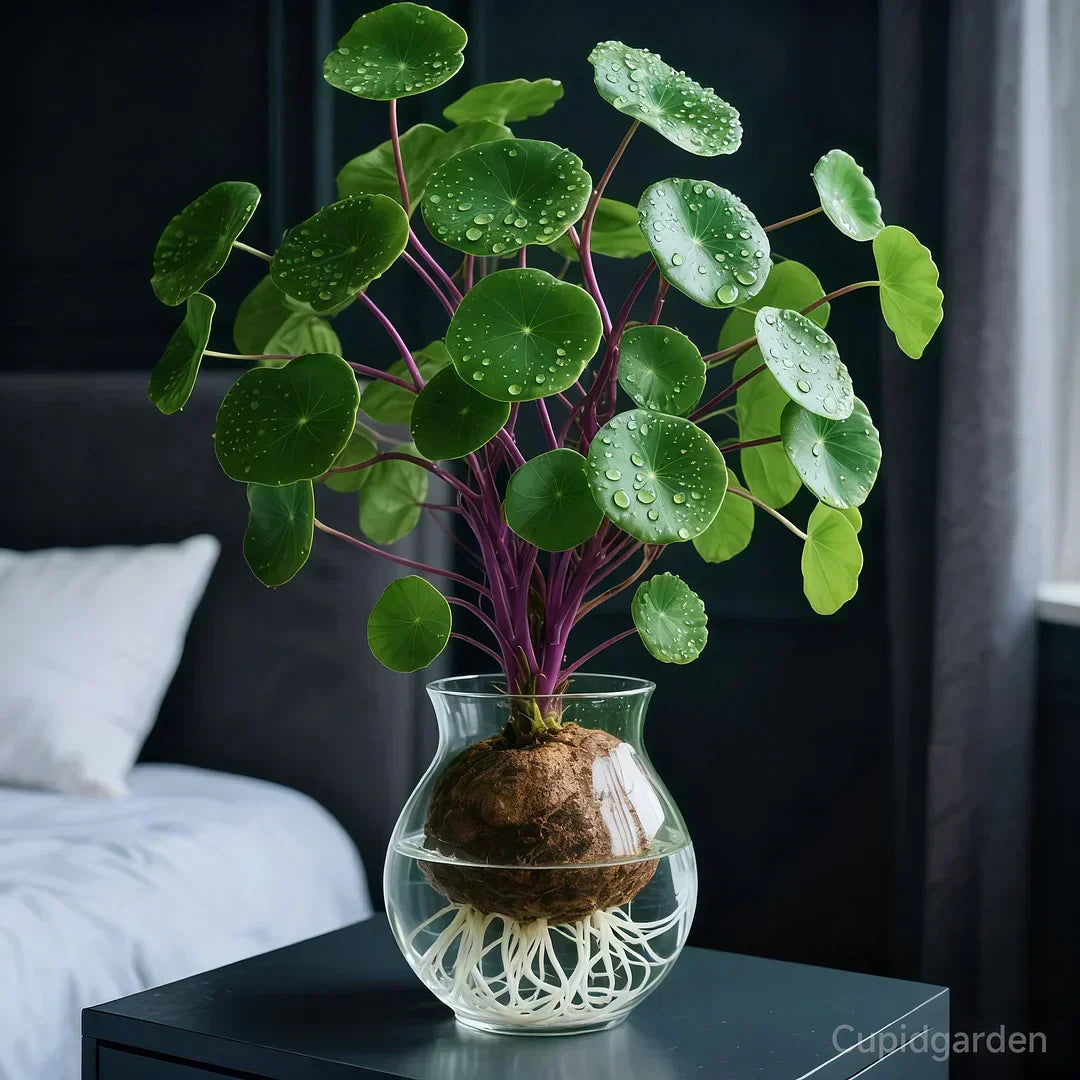 Stephania Erecta Zimmerpflanze mit Caudex -    Zorenza