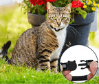 Katzenhalsung mit GPS-Halterung und Sicherheitsverschluss -    Zorenza