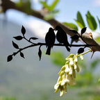 Metall-Vogel-Silhouette – Wand- und Gartendekoration Zorenza