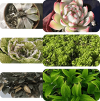 Pflanzen- & Blütenaktivator Flüssig – Stärkere Wurzeln & Mehr Blüten Zorenza