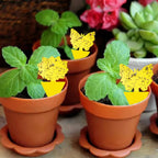 Gelbe Klebefallen Schmetterling – 2 Formen,cm -    Zorenza