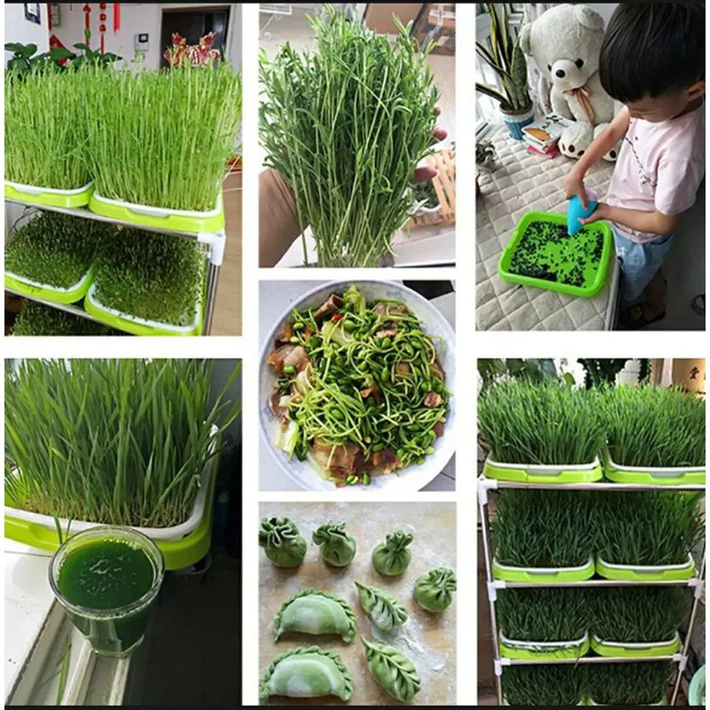 Keimschale 2-Schicht-System für Microgreens und Sprossen -    Zorenza