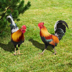 Gartenfigur Hahn aus Acryl – Wetterfeste Dekoration -    Zorenza