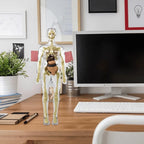 3D Anatomie-Modell mit transparentem Körper und Organen Zorenza