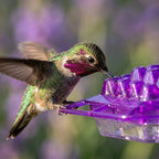 Kolibri-Futterspender Ameisensicher mit 30 Blütenöffnungen -    Zorenza