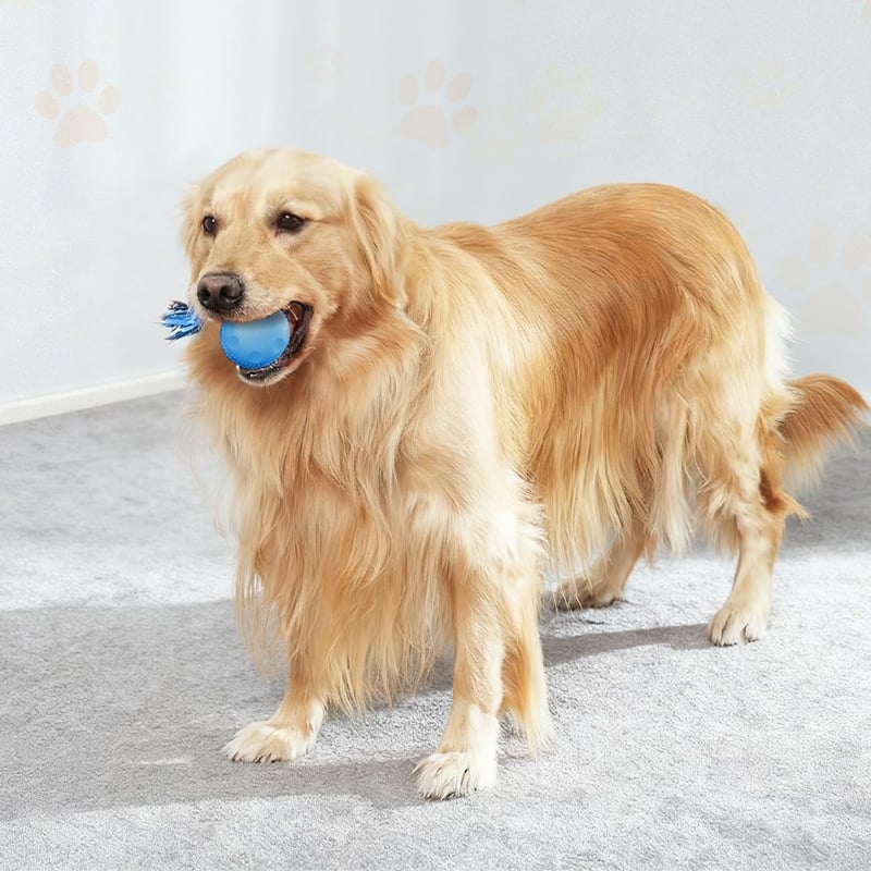 Hundespielzeug mit Bewegungssensor und zwei Geschwindigkeitsmodi -    Zorenza