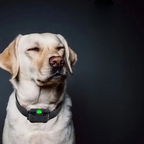 Wasserdichtes Hundetrainingshalsband mit Fernbedienung – 3 Modi für effektives Training -    Zorenza