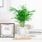 Selbstbewässernder Glasplanzentopf mit sichtbarem Wasserstand -    Zorenza