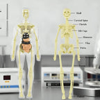 3D Anatomie-Modell mit transparentem Körper und Organen Zorenza