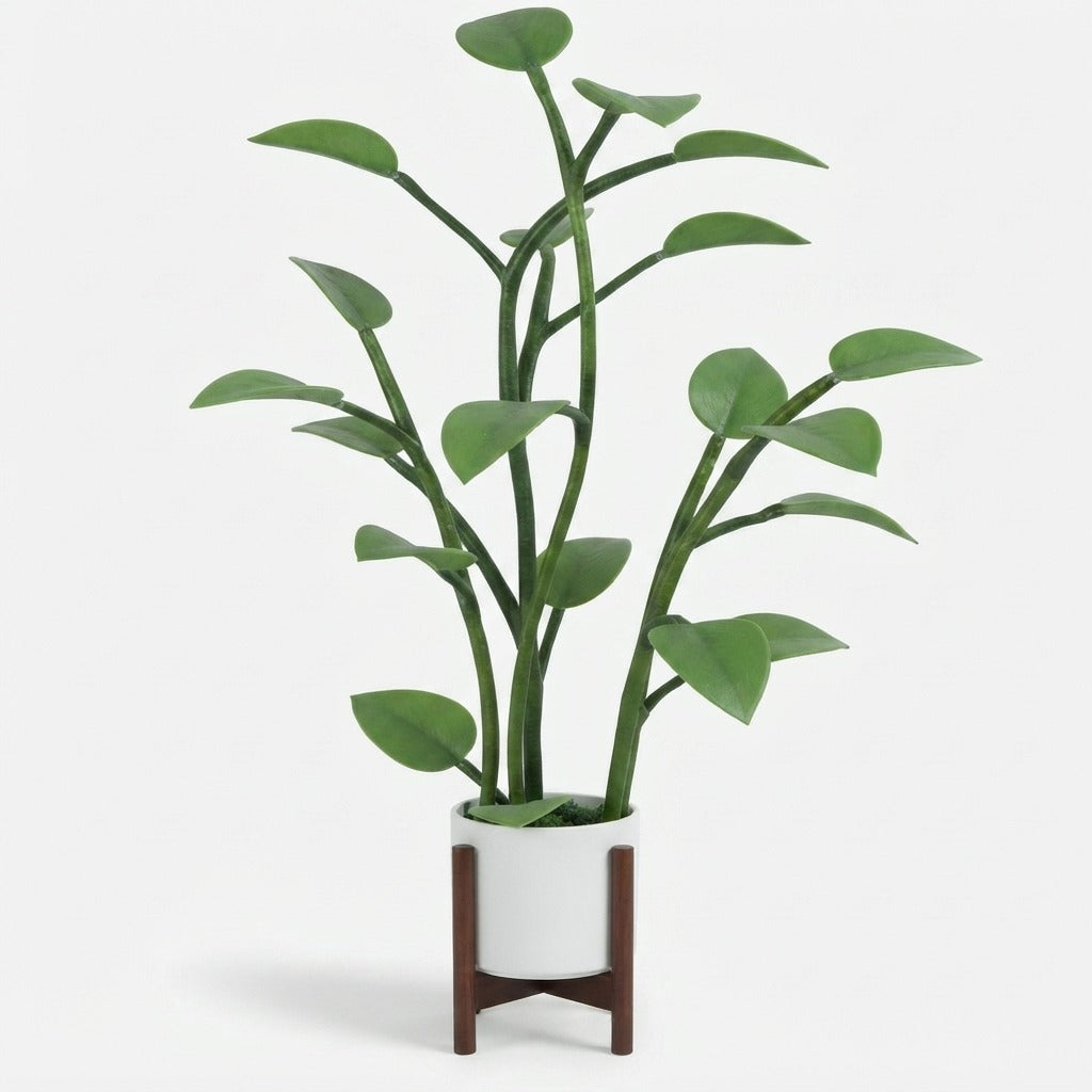 Studio collection image