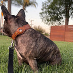 Hundehalsband mit AirTag-Halterung für GPS-Ortung -    Zorenza