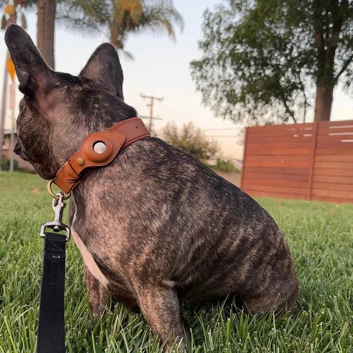 Hundehalsband mit AirTag-Halterung für GPS-Ortung -    Zorenza