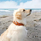 Hundehalsband mit AirTag-Halterung für GPS-Ortung -    Zorenza